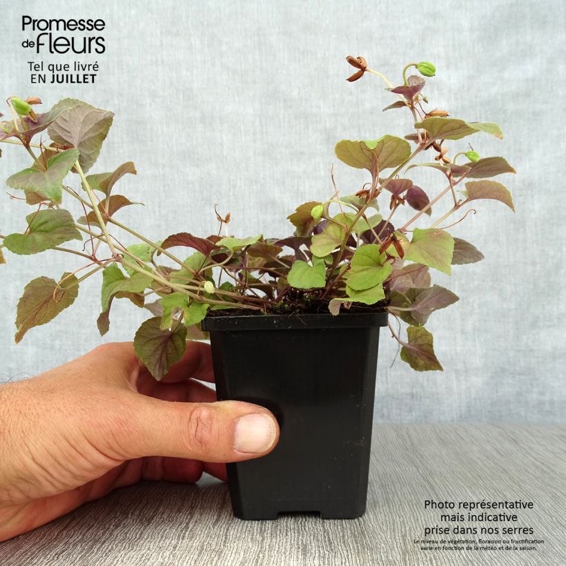 Exemplar von Viola riviniana var. purpurea - Purpur-Veilchen Kleine Töpfe von 8/9 cm wie im Sommer geliefert