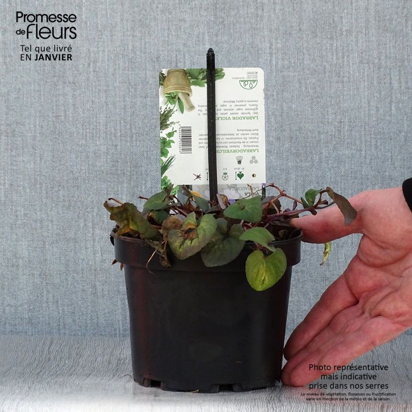 Exemplar von Viola riviniana var. purpurea - Purpur-Veilchen Topf mit 1,5L/2L wie im Winter geliefert