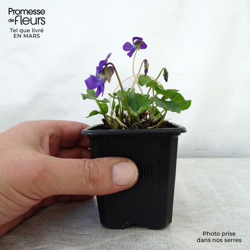 Exemplar von Viola odorata Mrs Pinehurst - März-Veilchen Kleine Töpfe von 8/9 cm wie im Frühjahr geliefert