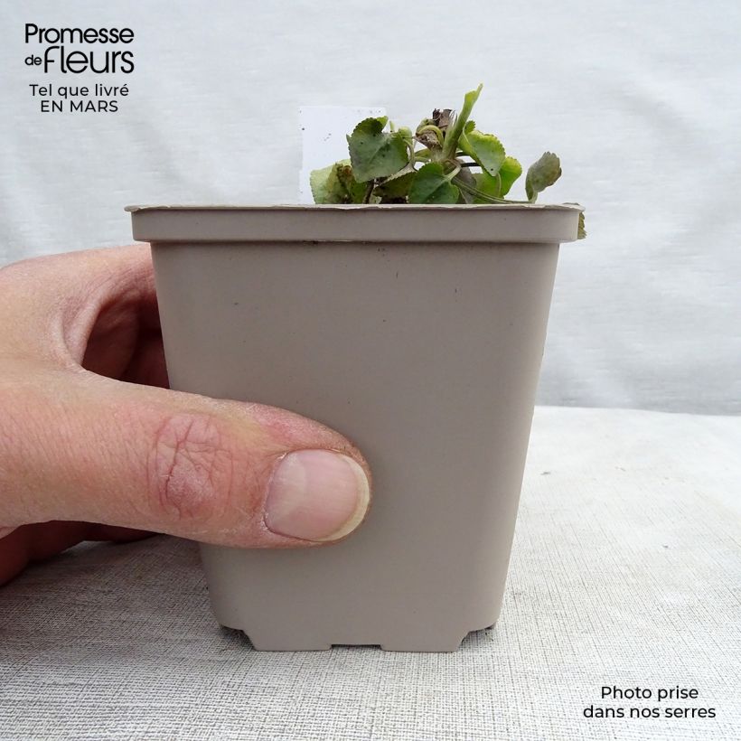 Exemplar von Viola odorata - März-Veilchen Kleine Töpfe von 8/9 cm wie im Winter geliefert