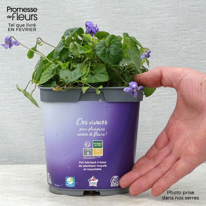 Exemplar von Viola odorata Plena - März-Veilchen Topf mit 2L/3L wie im Winter geliefert