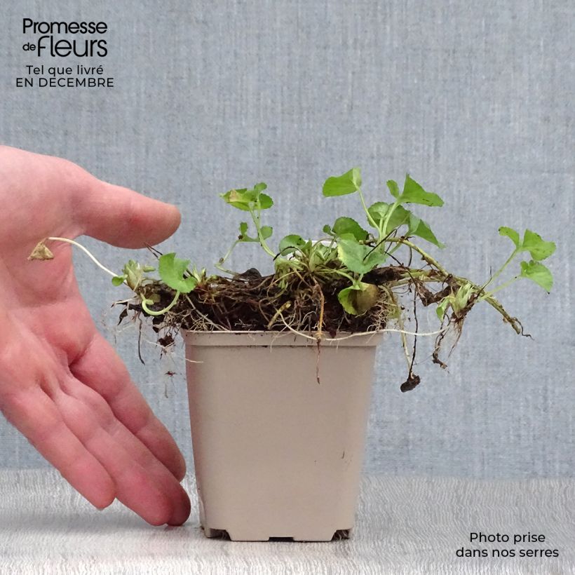 Exemplar von Viola odorata Reine Des Blanches - März-Veilchen Kleine Töpfe von 8/9 cm wie im Winter geliefert