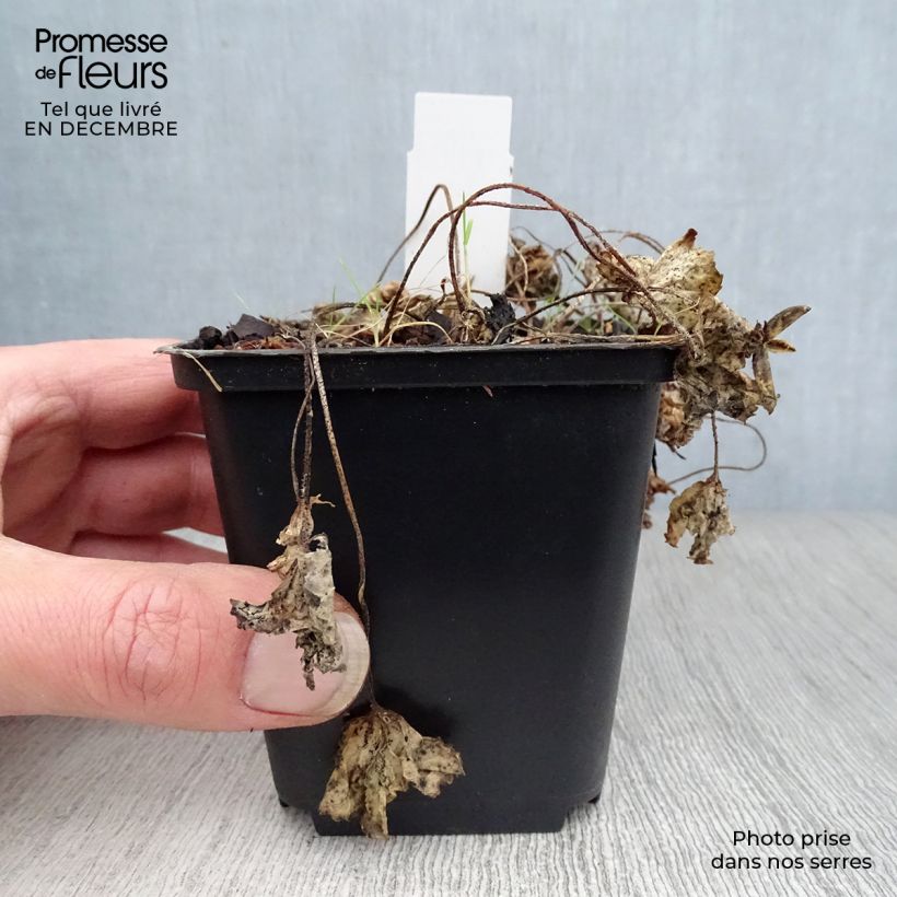 Exemplar von Viola sororia Albiflora - Pfingst-Veilchen Kleine Töpfe von 8/9 cm wie im Winter geliefert