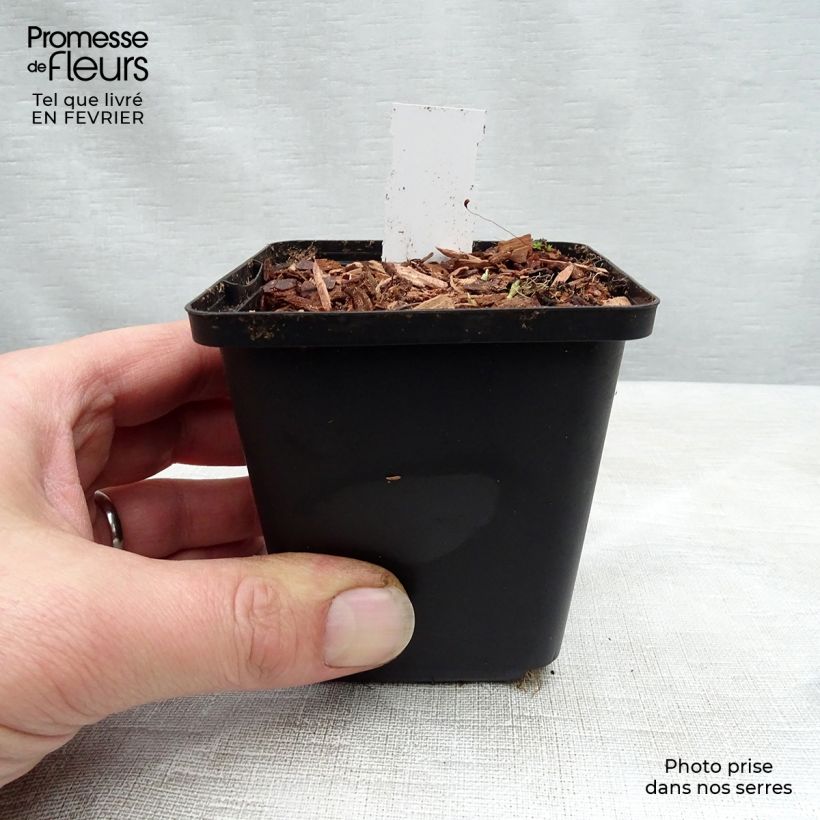 Exemplar von Viola sororia Freckles - Pfingst-Veilchen Kleine Töpfe von 8/9 cm wie im Winter geliefert