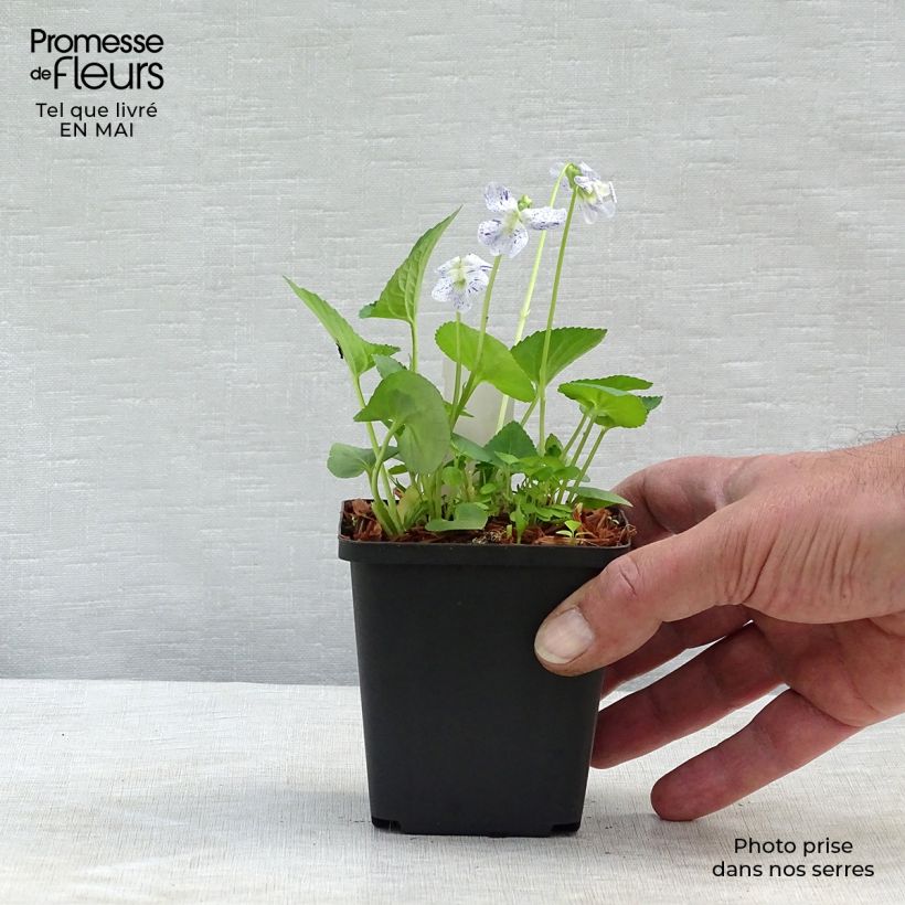 Exemplar von Viola sororia Freckles - Pfingst-Veilchen Kleine Töpfe von 8/9 cm wie im Frühjahr geliefert