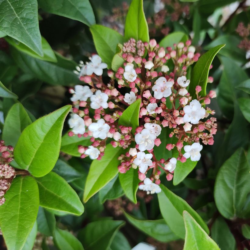 Lorbeerblättriger Schneeball Spirit - Viburnum tinus (Blüte)