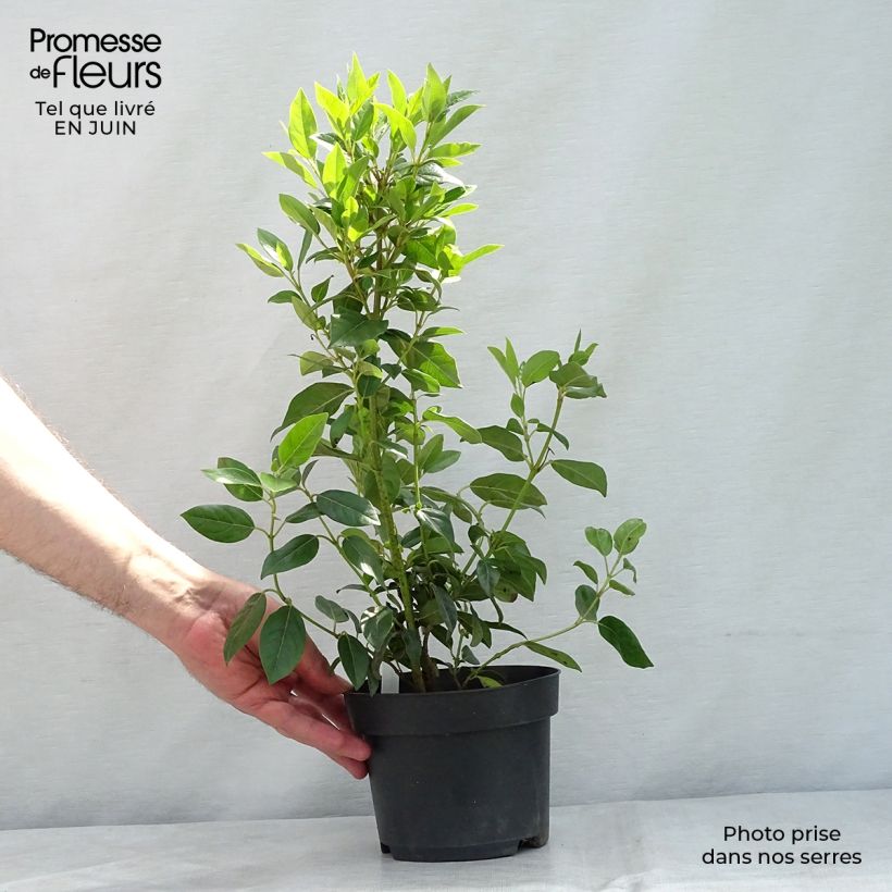 Exemplar von Lorbeerblättriger Schneeball Spirit - Viburnum tinus Topf mit 1,5L/2L wie im Sommer geliefert