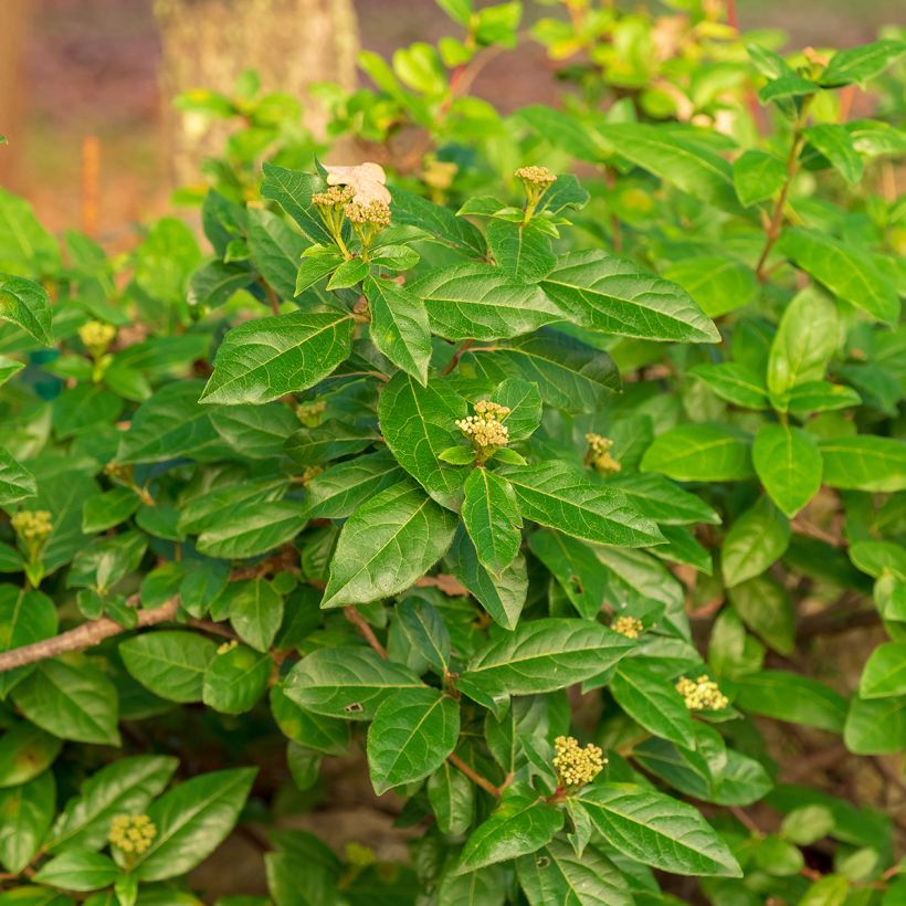 Lorbeerblättriger Schneeball - Viburnum tinus (Laub)