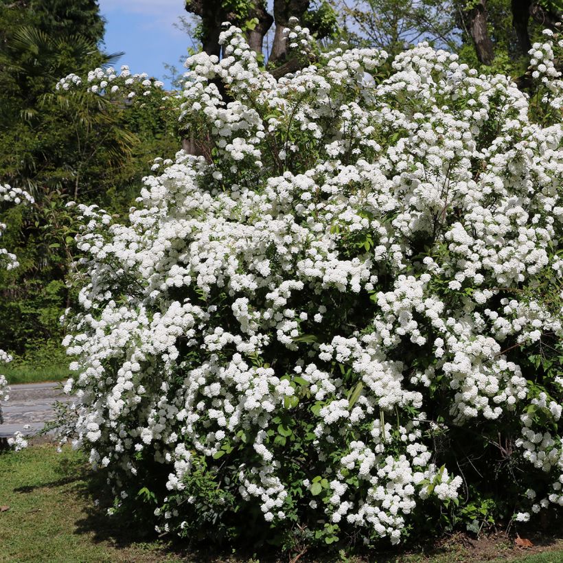 Lorbeerblättriger Schneeball - Viburnum tinus (Hafen)