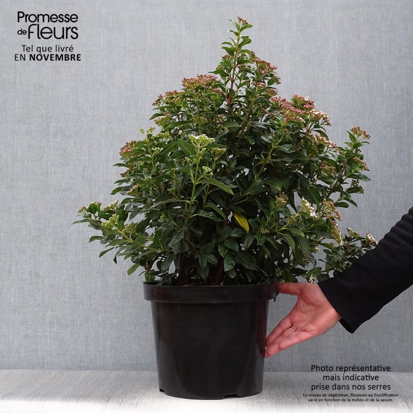 Exemplar von Lorbeerblättriger Schneeball - Viburnum tinus Topf mit 7,5L/10L wie im Herbst geliefert
