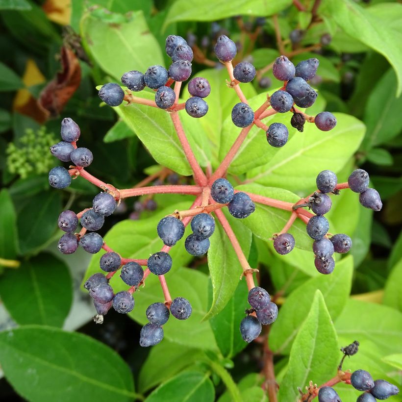 Lorbeerblättriger Schneeball - Viburnum tinus (Ernte)