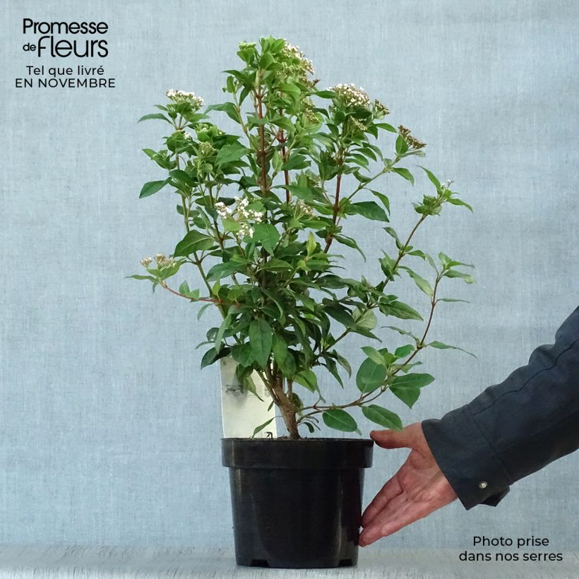 Exemplar von Lorbeerblättriger Schneeball - Viburnum tinus Topf mit 2L/3L wie im Herbst geliefert