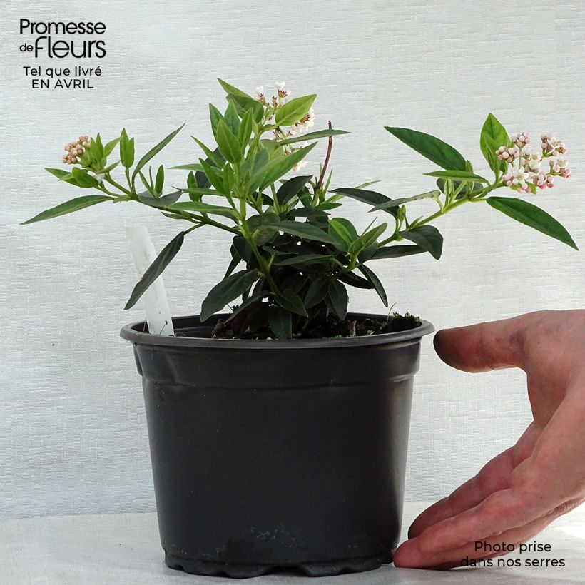 Exemplar von Lorbeerblättriger Schneeball - Viburnum tinus Topf mit 2L/3L wie im Frühjahr geliefert