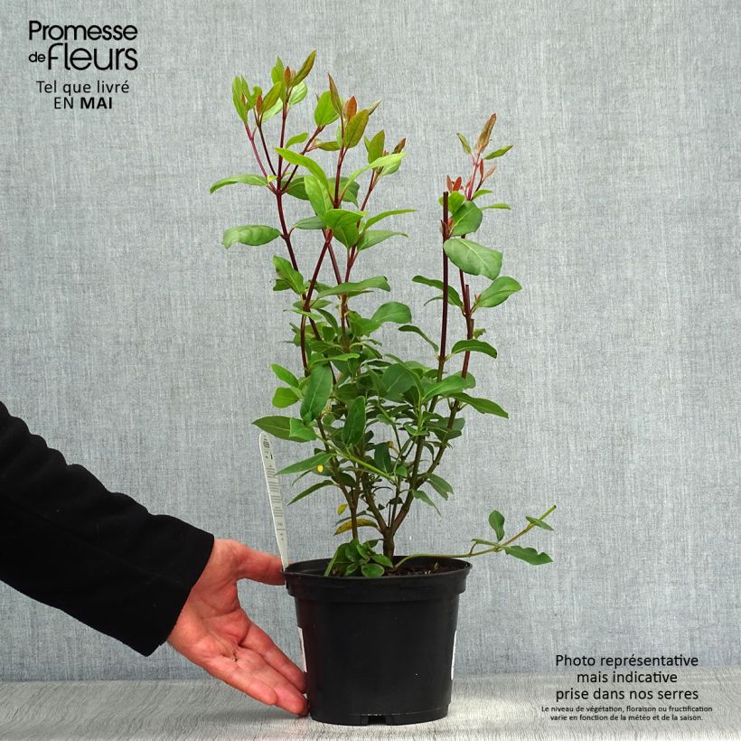 Exemplar von Lorbeerblättriger Schneeball Gwenllian - Viburnum tinus Topf mit 2L/3L wie im Frühjahr geliefert