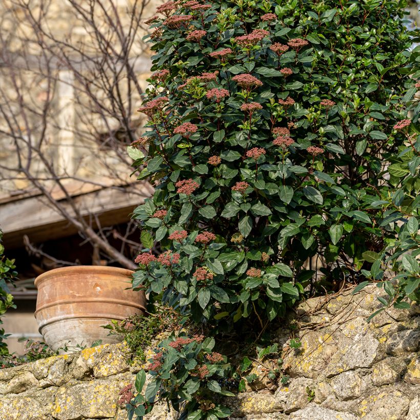 Lorbeerblättriger Schneeball Gwenllian - Viburnum tinus (Hafen)