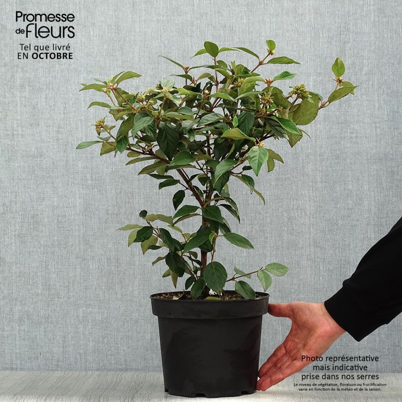 Exemplar von Schneeball Eskimo - Viburnum utile Topf mit 4L/5L wie im Herbst geliefert