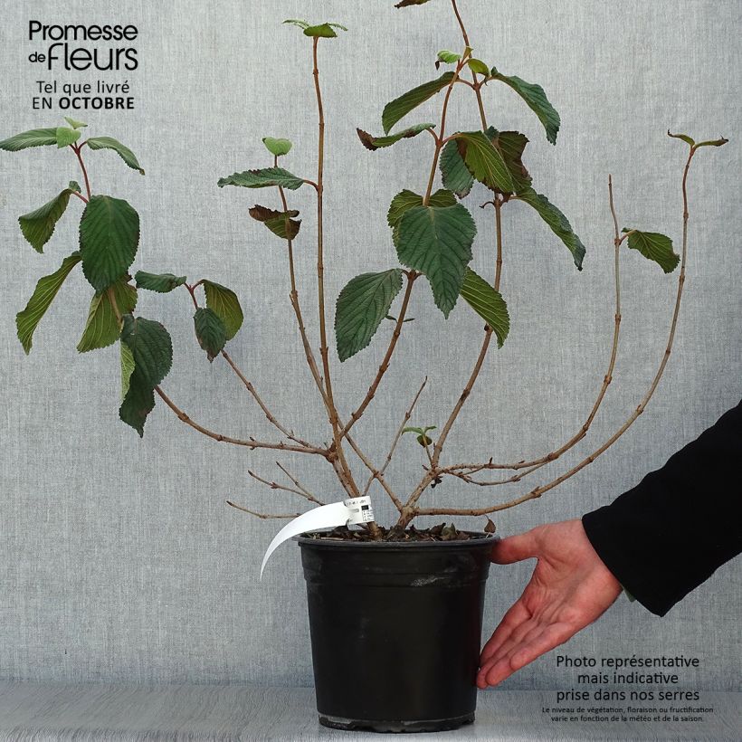 Exemplar von Japanischer Schneeball Mariesii Great Star - Viburnum plicatum Topf mit 4L/5L wie im Herbst geliefert