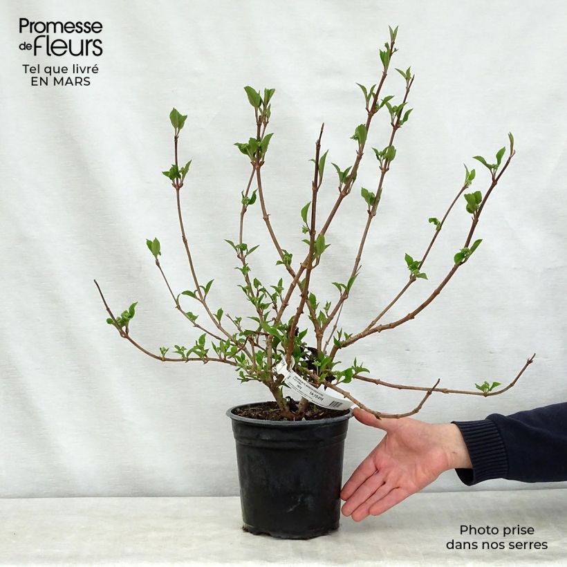 Exemplar von Japanischer Schneeball Mariesii Great Star - Viburnum plicatum Topf mit 4L/5L wie im Frühjahr geliefert