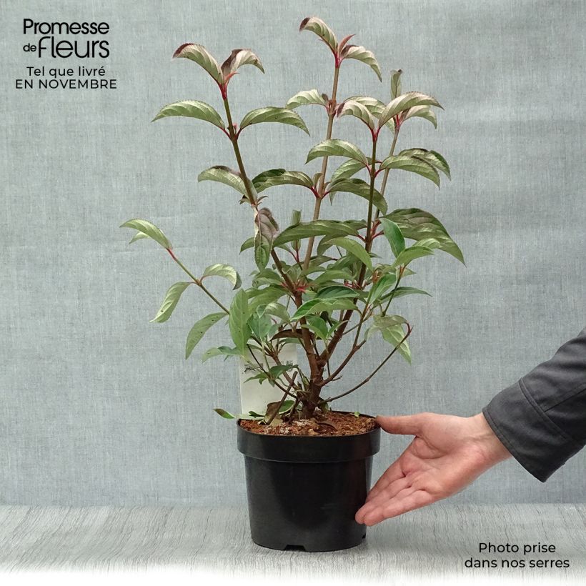 Exemplar von Wintergrüner Schneeball Winton - Viburnum hillieri Topf mit 3L/4L wie im Herbst geliefert