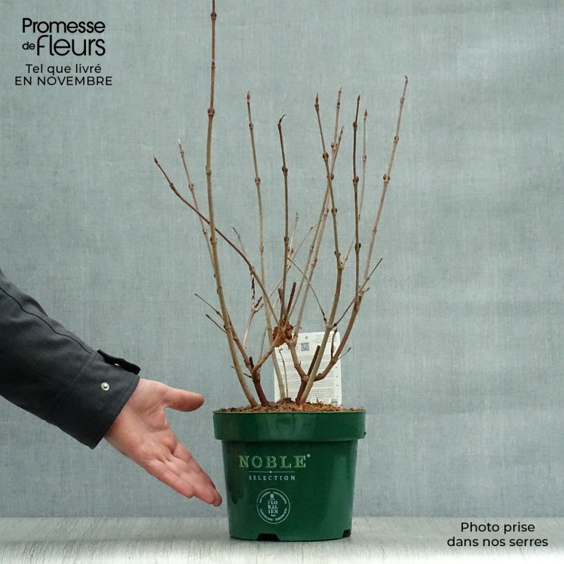 Exemplar von Japanischer Schneeball Grandiflorum Noble - Viburnum plicatum Topf mit 2L/3L wie im Herbst geliefert
