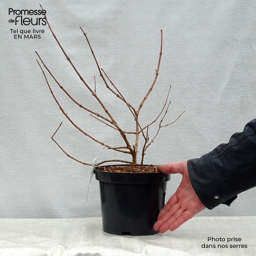 Exemplar von Japanischer Schneeball Lanarth - Viburnum plicatum Topf mit 2L/3L wie im Frühjahr geliefert