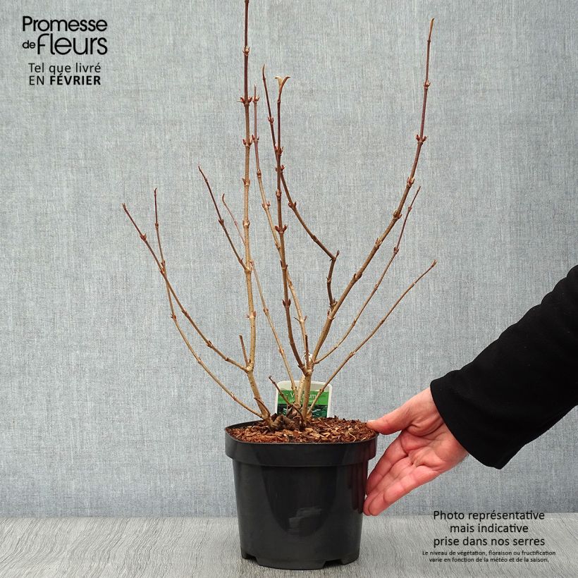 Exemplar von Japanischer Schneeball Lanarth - Viburnum plicatum Topf mit 2L/3L wie im Winter geliefert