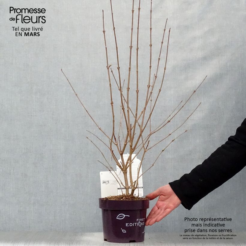 Exemplar von Japanischer Schneeball Opening Day - Viburnum plicatum Topf mit 1,5L/2L wie im Frühjahr geliefert