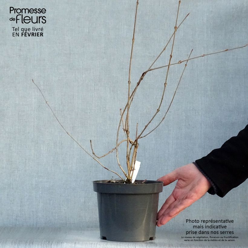 Exemplar von Japanischer Schneeball Pink Beauty - Viburnum plicatum Topf mit 2L/3L wie im Winter geliefert