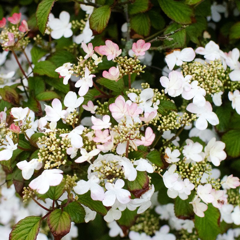 Japanischer Schneeball Pinkawai - Viburnum plicatum (Hafen)