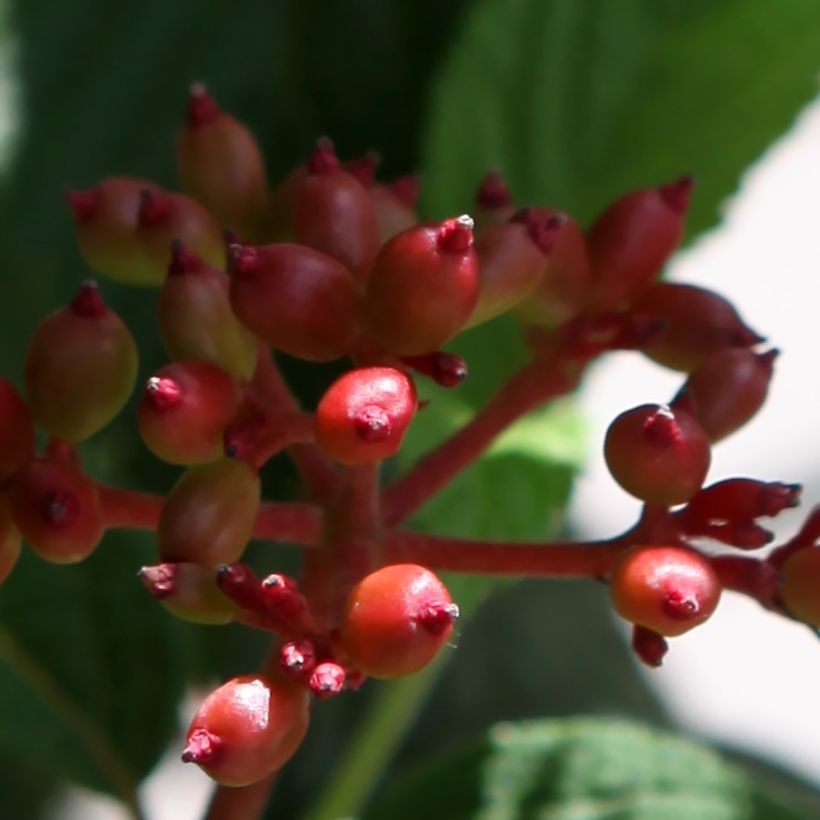 Japanischer Schneeball Pinkimono - Viburnum plicatum Pinkimono (Ernte)