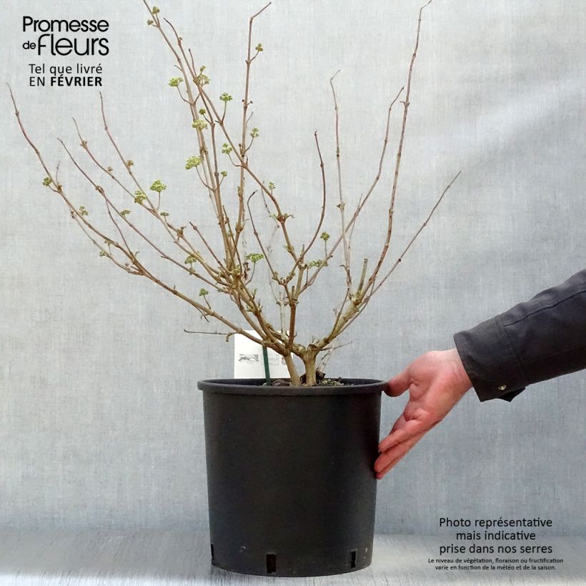 Exemplar von Japanischer Schneeball Popcorn - Viburnum plicatum Topf mit 12L/15L wie im Winter geliefert
