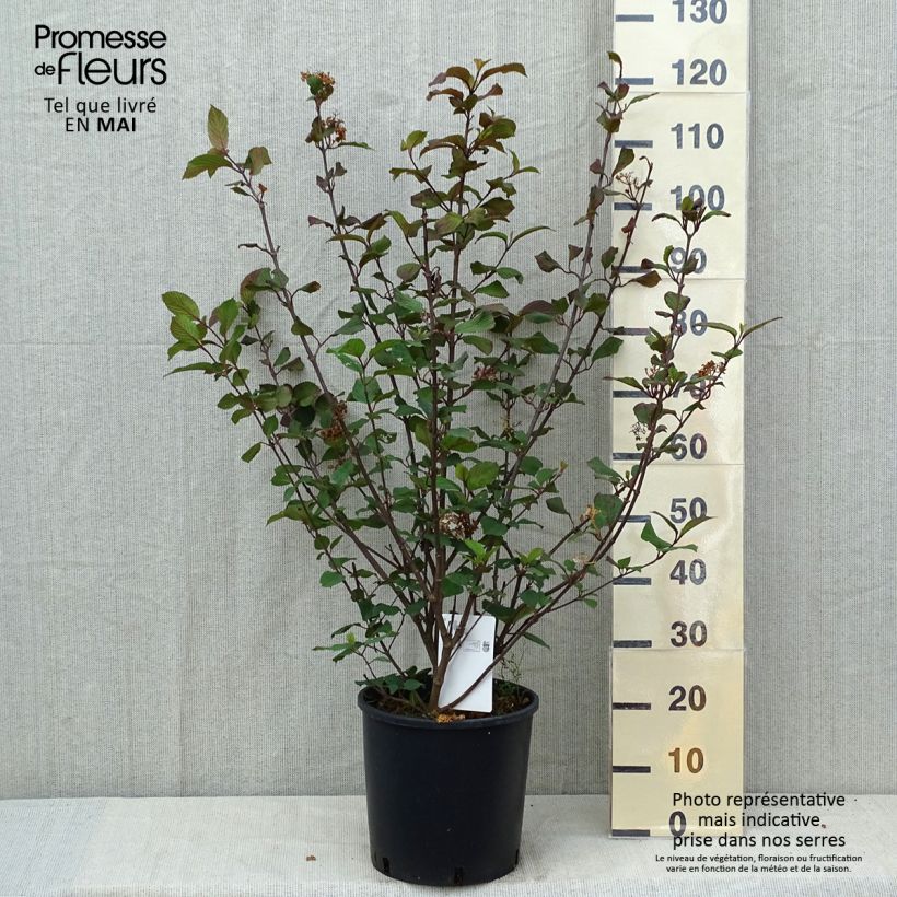 Exemplar von Japanischer Schneeball Popcorn - Viburnum plicatum Topf mit 12L/15L wie im Frühjahr geliefert