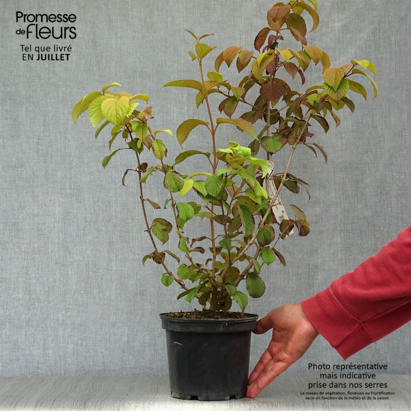 Exemplar von Japanischer Schneeball Popcorn - Viburnum plicatum Topf mit 3L/4L wie im Sommer geliefert