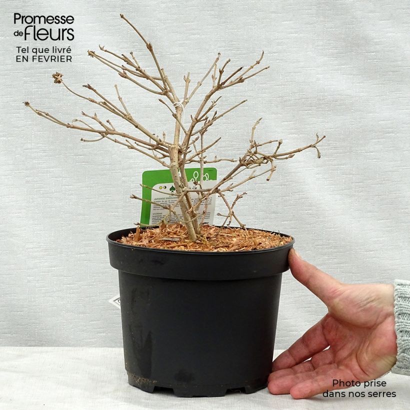 Exemplar von Japanischer Schneeball Summer Snow Flake - Viburnum plicatum Topf mit 2L/3L wie im Winter geliefert