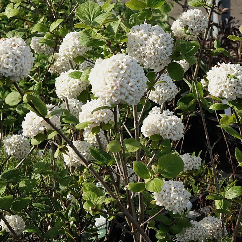 Großblumiger Duftschneeball - Viburnum carlcephalum (Blüte)