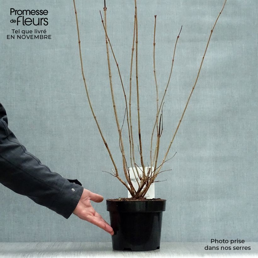 Exemplar von Gewöhnlicher Schneeball Roseum - Viburnum opulus Topf mit 2L/3L wie im Herbst geliefert