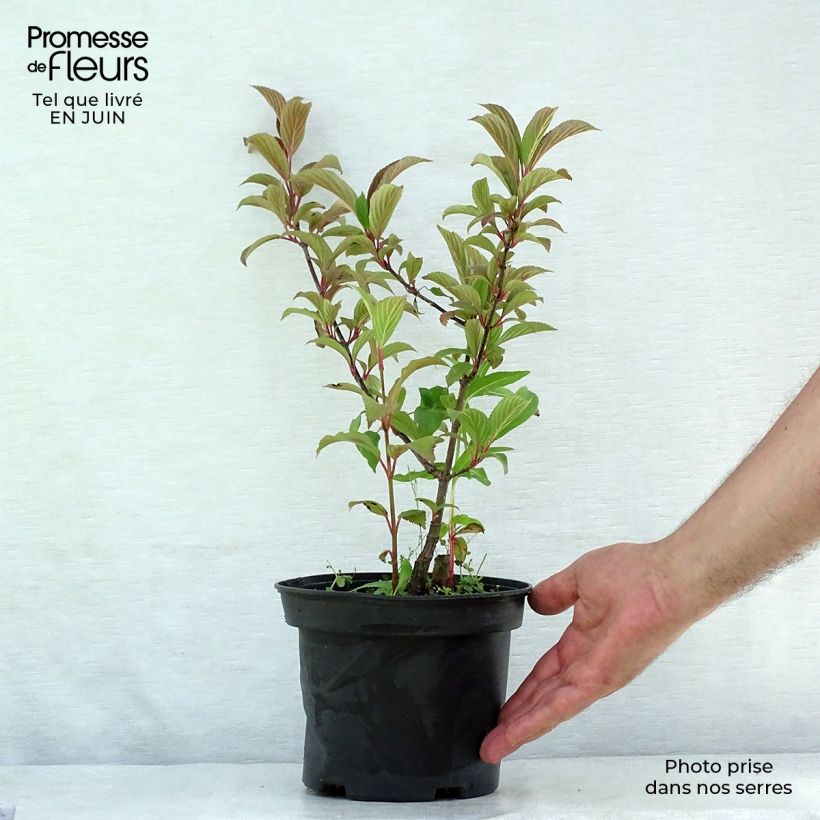 Exemplar von Bodnant-Winterschneeball Charles Lamont - Viburnum bodnantense Topf mit 3L/4L wie im Sommer geliefert