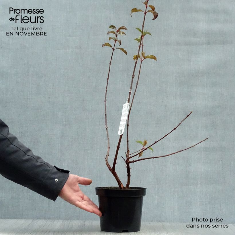 Exemplar von Bodnant-Winterschneeball Dawn - Viburnum bodnantense Topf mit 2L/3L wie im Herbst geliefert