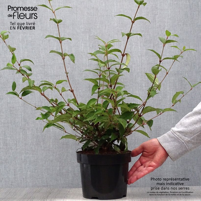 Exemplar von Japanischer Schneeball Kilimanjaro Sunrise - Viburnum plicatum Topf mit 2L/3L wie im Herbst geliefert