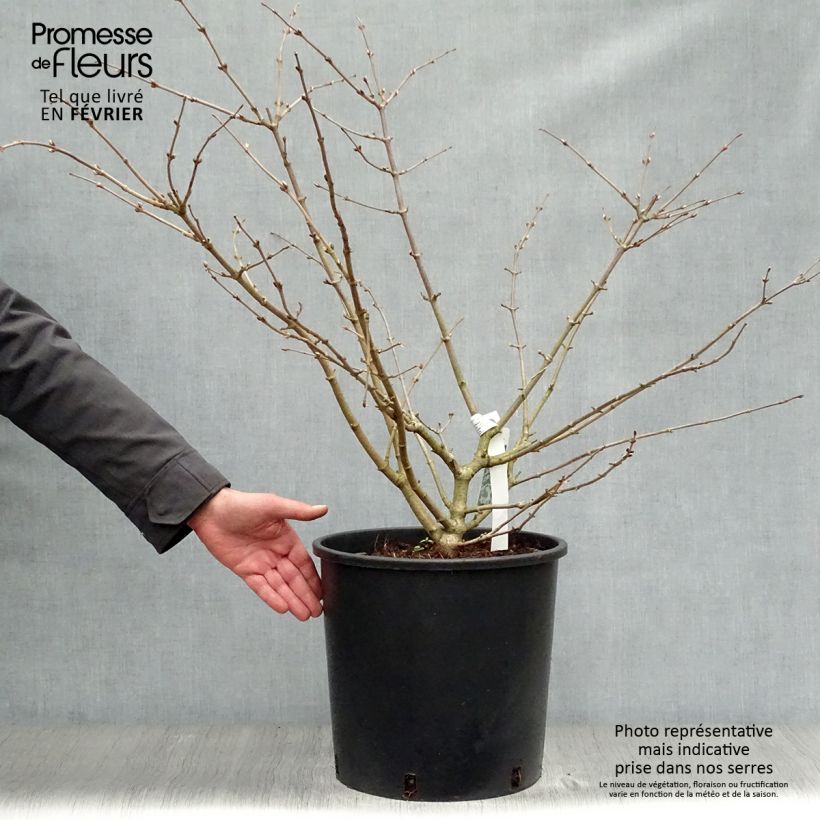 Exemplar von Japanischer Schneeball Mariesii - Viburnum plicatum Topf mit 12L/15L wie im Winter geliefert