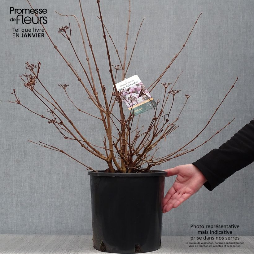 Exemplar von Japanischer Schneeball Molly Schroeder - Viburnum plicatum f. tomentosum Topf mit 7,5L/10L wie im Winter geliefert