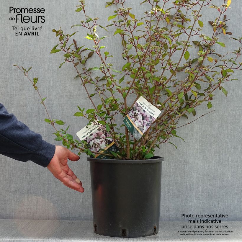 Exemplar von Japanischer Schneeball Molly Schroeder - Viburnum plicatum f. tomentosum Topf mit 7,5L/10L wie im Frühjahr geliefert