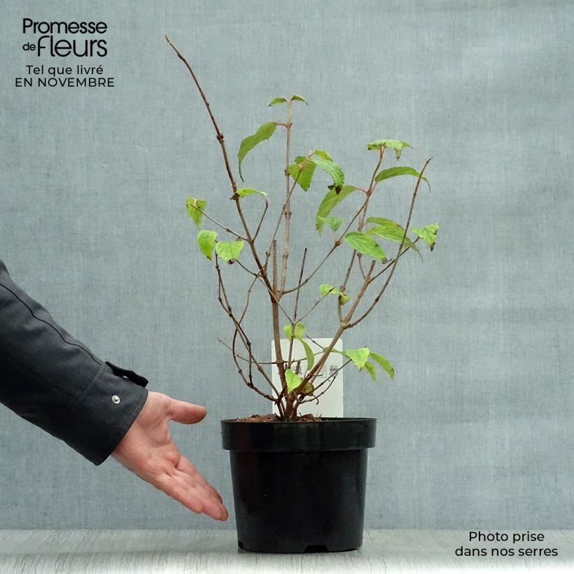 Exemplar von Japanischer Schneeball Shasta - Viburnum plicatum mariesii Topf mit 3L/4L wie im Herbst geliefert