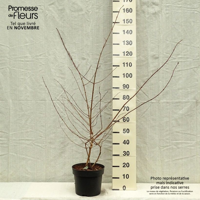 Exemplar von Japanischer Schneeball Tomentosum - Viburnum plicatum Topf mit 7,5L/10L wie im Herbst geliefert