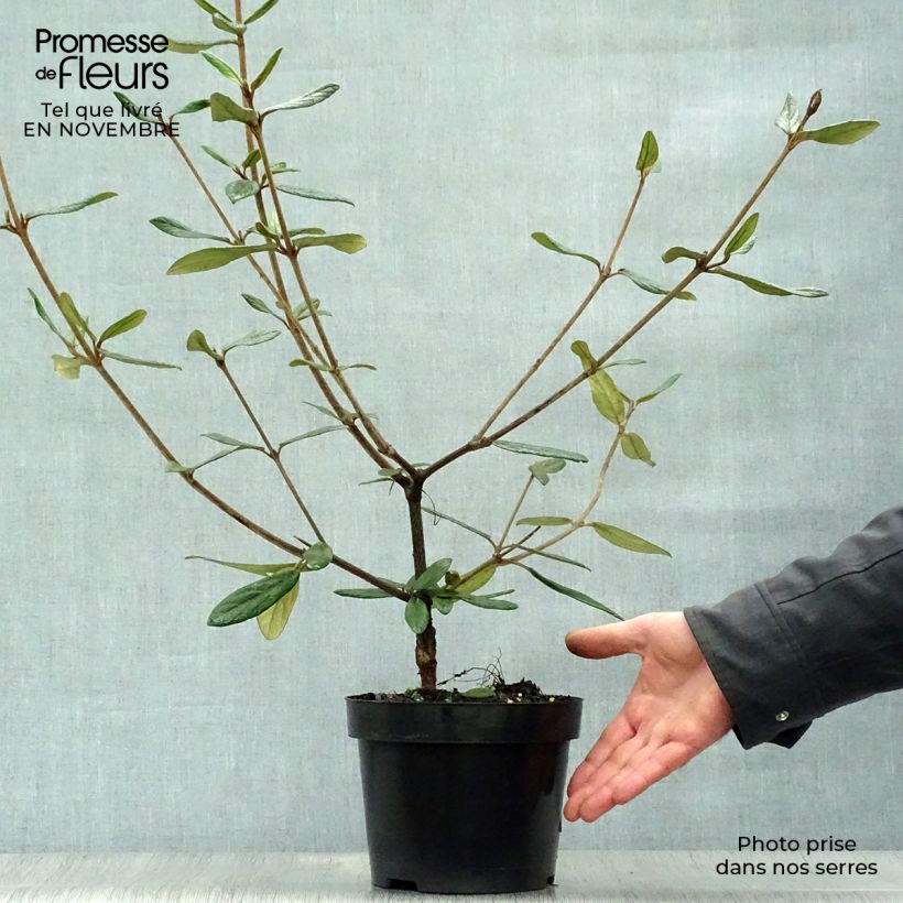 Exemplar von Schneeball Pragense - Viburnum Topf mit 3L/4L wie im Herbst geliefert