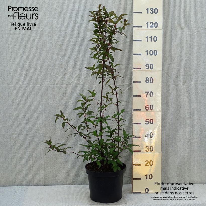 Exemplar von Bodnant-Winterschneeball Dawn - Viburnum bodnantense Topf mit 6L/7L wie im Frühjahr geliefert