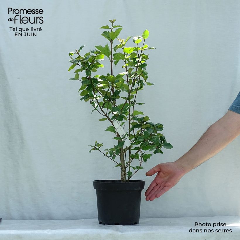 Exemplar von Oster-Schneeball Mohawk - Viburnum burkwoodii Topf mit 4L/5L wie im Sommer geliefert