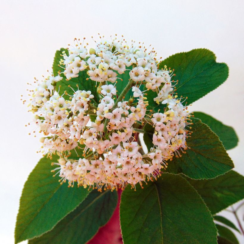 Wolliger Schneeball Mohican - Viburnum lantana (Blüte)