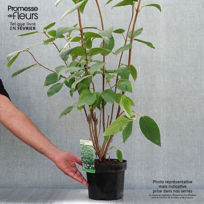 Exemplar von Wolliger Schneeball Mohican - Viburnum lantana Topf mit 3L/4L wie im Herbst geliefert