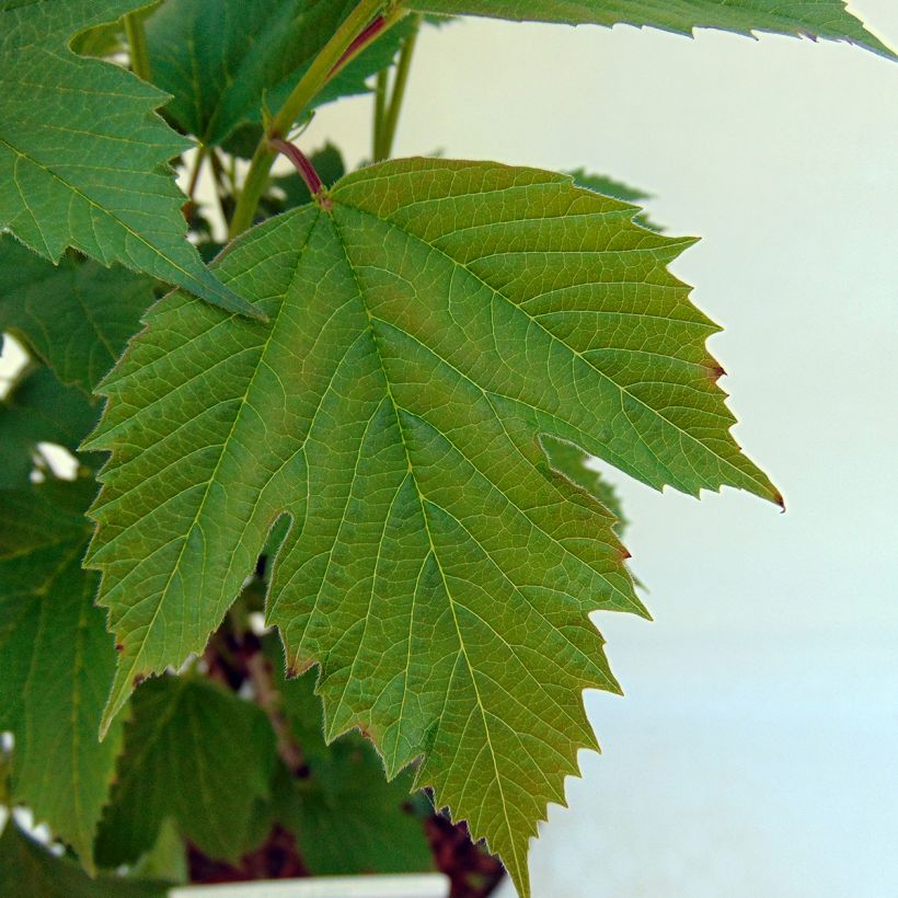 Amerikanischer Schneeball Bailey Compact - Viburnum trilobum (Laub)